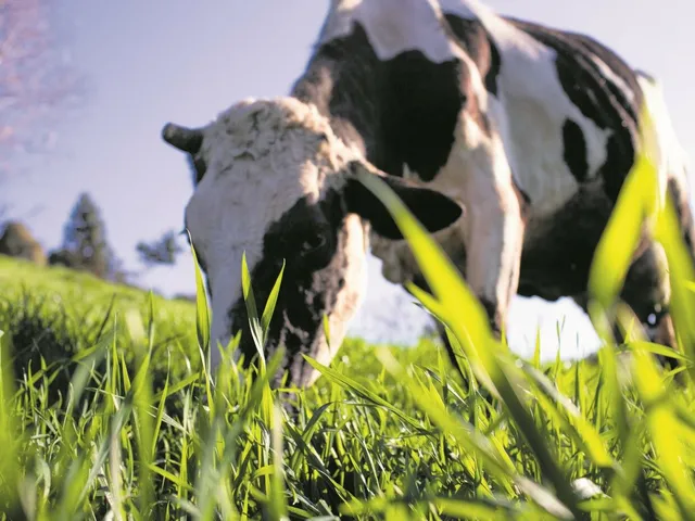 Imagem 9: Seu Sonho Rural em Conchal: Propriedade de 72.600 M² com Infraestrutura Completa!