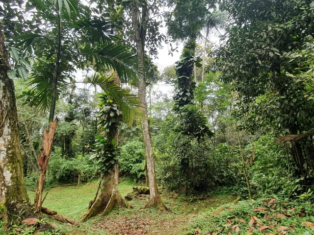 Imagem 15: Área À Venda no Bairro Vila das Palmeiras - Morretes/Pr, Urbana