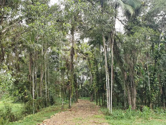 Imagem 16: Área À Venda no Bairro Vila das Palmeiras - Morretes/Pr, Urbana