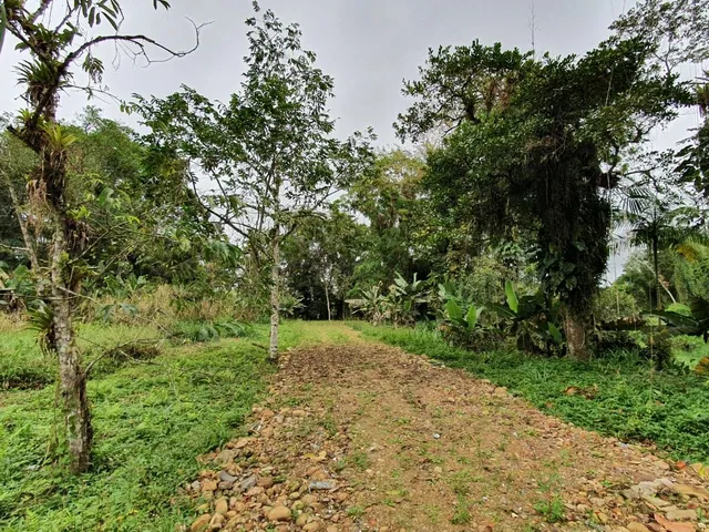 Imagem 8: Área À Venda no Bairro Vila das Palmeiras - Morretes/Pr, Urbana