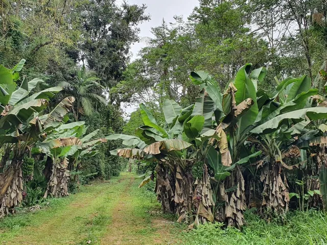 Imagem 14: Área À Venda no Bairro Vila das Palmeiras - Morretes/Pr, Urbana