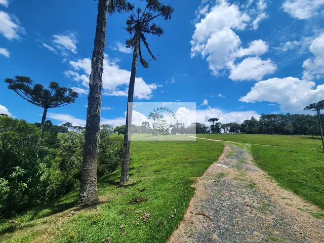 Imagem 7: Sítio com 260.559 M², em São Bento do Sul, com Uma Linda Vista de Cartão Postal