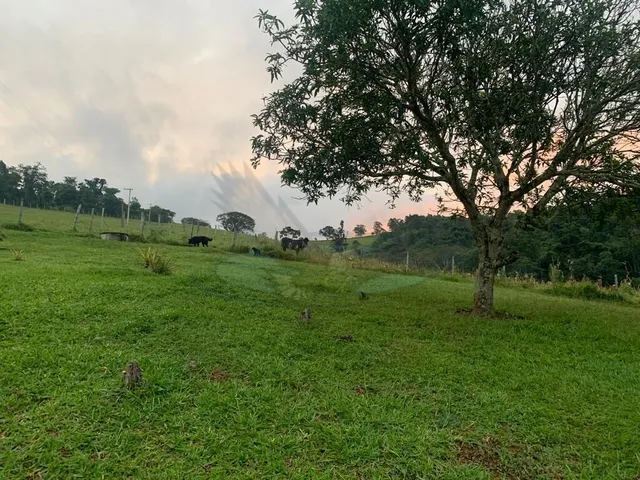 Imagem: Sítio com 6,5 Alqueires