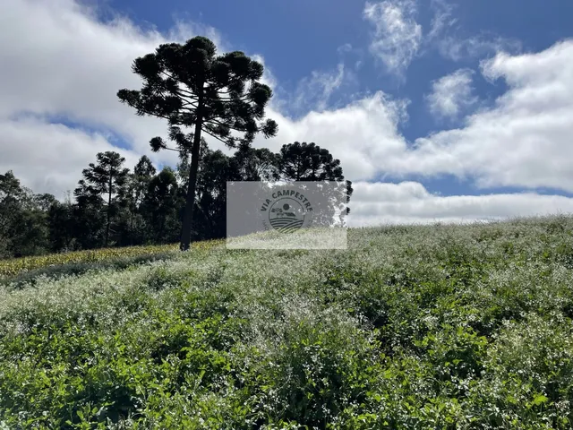 Imagem 9: Sítio com 48.000 M², Todo Limpo, Ótimo para Plantação, Analisa Permuta Parcial
