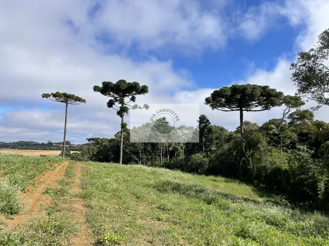 Imagem 2: Sítio com 48.000 M², Todo Limpo, Ótimo para Plantação, Analisa Permuta Parcial