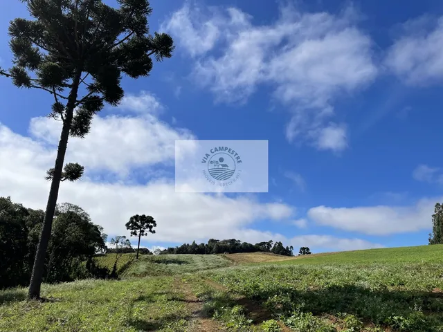 Imagem 13: Sítio com 48.000 M², Todo Limpo, Ótimo para Plantação, Analisa Permuta Parcial