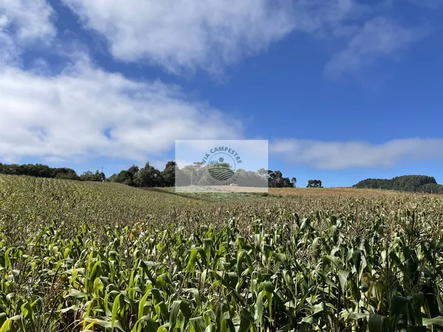 Imagem 16: Sítio com 48.000 M², Todo Limpo, Ótimo para Plantação, Analisa Permuta Parcial