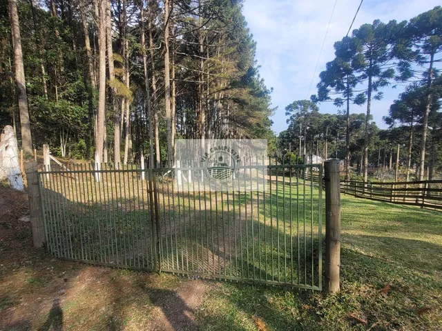 Imagem 8: Sítio Escriturado com 52.000 M², com Nascente e Lindas Araucarias