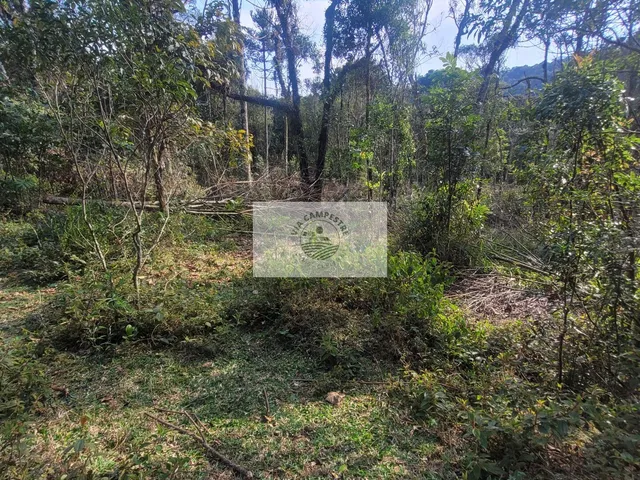 Imagem 3: Sítio Escriturado com 52.000 M², com Nascente e Lindas Araucarias