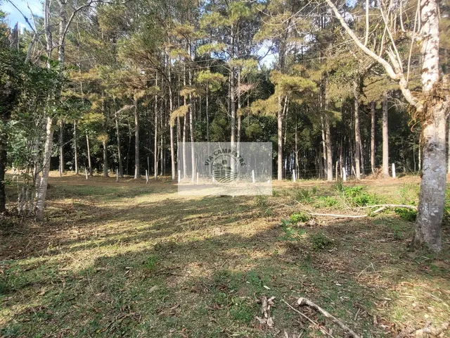 Imagem 2: Sítio Escriturado com 52.000 M², com Nascente e Lindas Araucarias