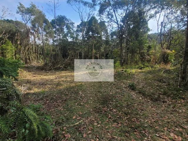 Imagem 7: Sítio Escriturado com 52.000 M², com Nascente e Lindas Araucarias