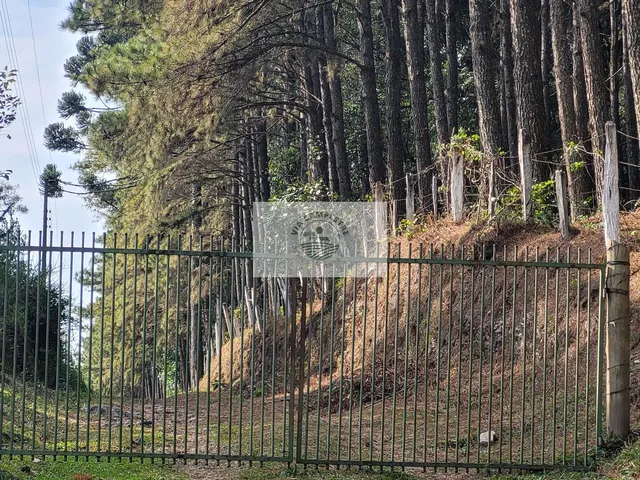 Imagem 6: Sítio Escriturado com 52.000 M², com Nascente e Lindas Araucarias