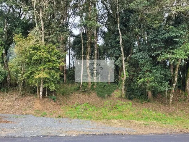 Imagem 3: Terreno com 6.000 M², Frente para o Asfalto, Escriturado