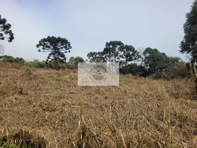 Imagem 4: Terreno com 6.000 M², Frente para o Asfalto, Escriturado