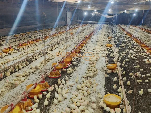 Imagem 11: Sítio À Venda Fazenda / sítio com venda por R$6.500.000