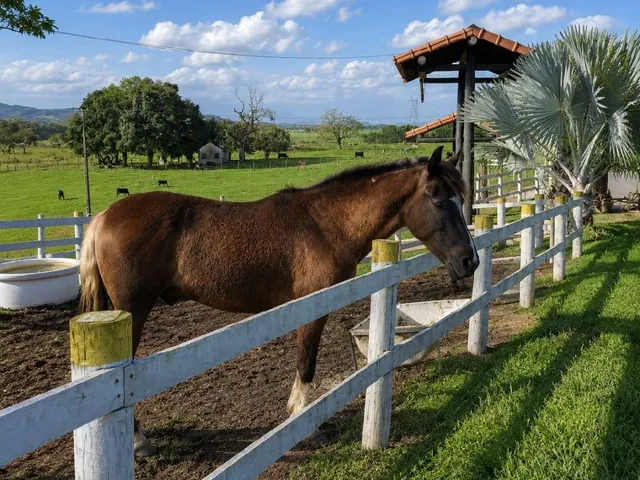 Imagem 14: Haras para Venda em Itaboraí, Sambaetiba, 2 dormitórios, 1 banheiro