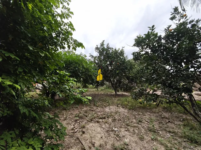 Imagem 7: Terreno À Venda nas Estradas das Areias em Indaial