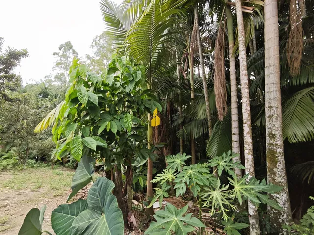 Imagem 6: Terreno À Venda nas Estradas das Areias em Indaial