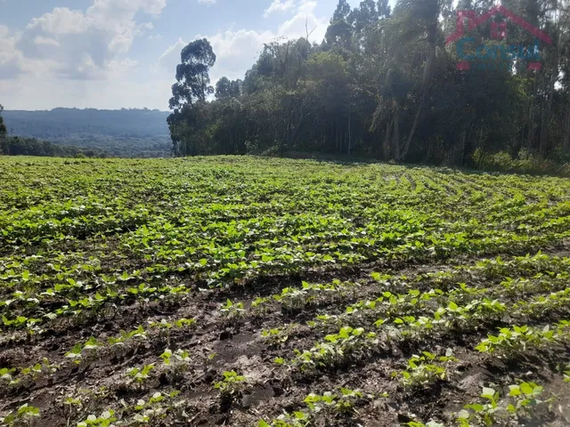 Imagem 3: Área Rural 5,00 Alqueires - Lagoão!