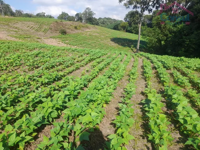 Imagem 10: Área Rural 5,00 Alqueires - Lagoão!