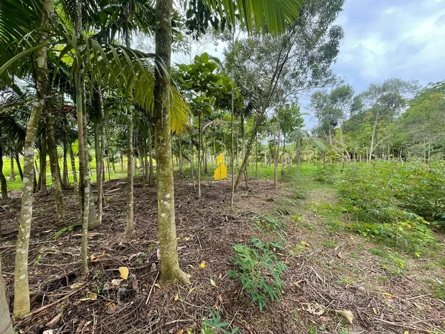 Imagem 9: Sitio Dentro da Cidade
