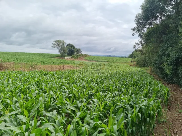 Imagem 5: Terreno em Centro, Palmeira/Pr