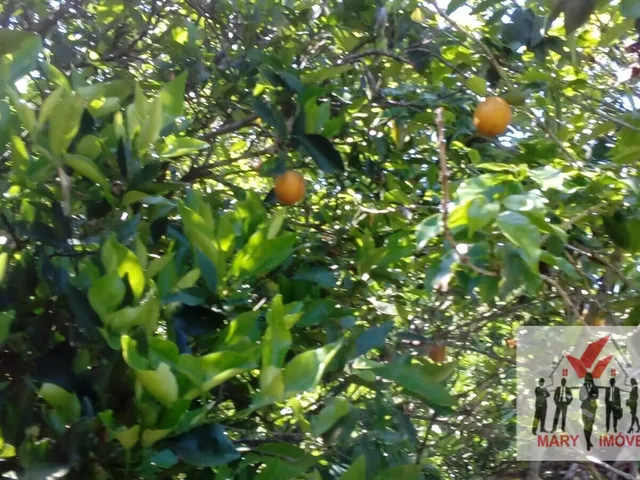 Imagem 4: Chácara À Venda em Bandeira do Sul/Mg