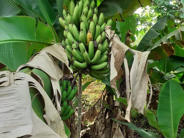Imagem 11: Chácara À Venda em Bandeira do Sul/Mg