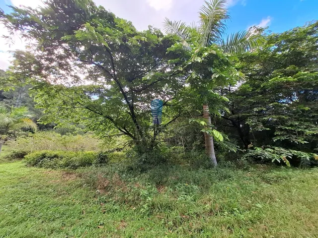 Imagem 3: Terreno Rural com Grande Potencial - Brilhante, Itajaí/Sc