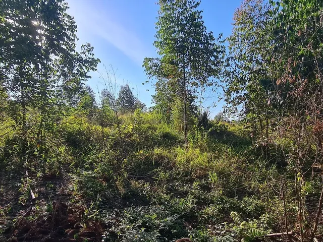 Imagem 12: Chácara com 192.000M² , Vargedo, Campo Largo/Pr