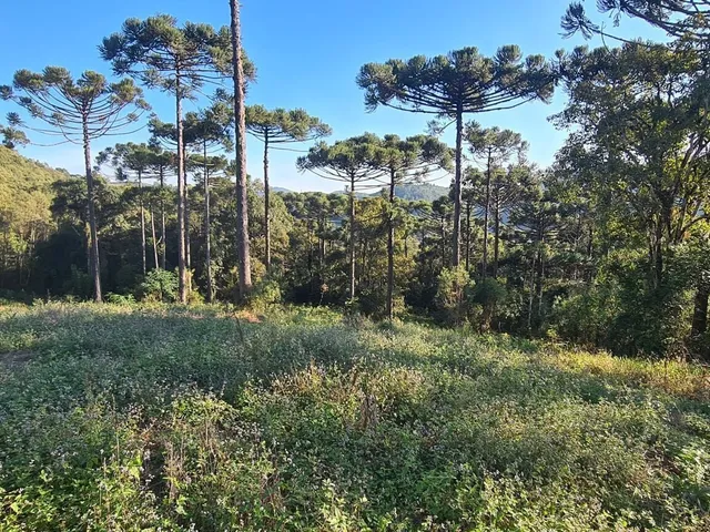 Imagem 15: Chácara com 192.000M² , Vargedo, Campo Largo/Pr