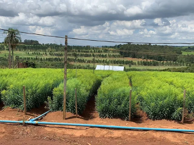 Imagem 13: Sítio À Venda no Bairro Campinho - Bragança Paulista/Sp