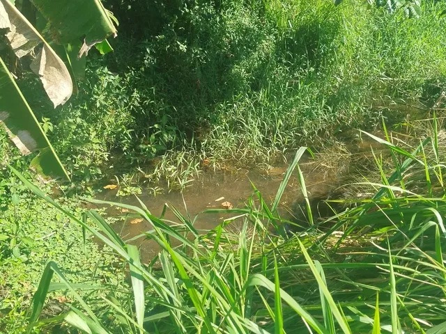 Imagem 7: Área À Venda no Bairro Cruz Alta - Morretes/Pr, Rural