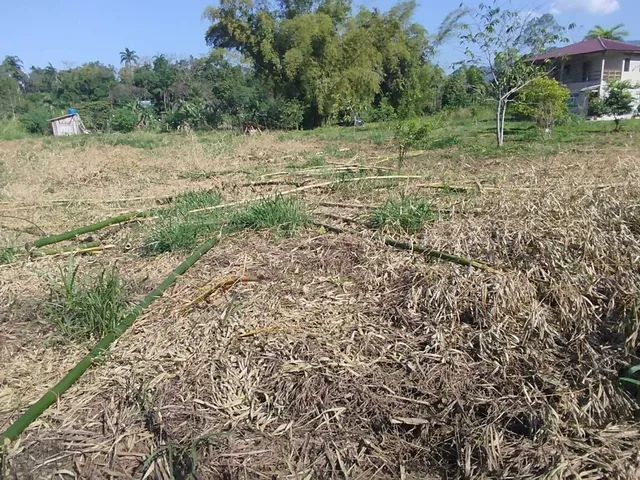 Imagem 10: Área À Venda no Bairro Cruz Alta - Morretes/Pr, Rural