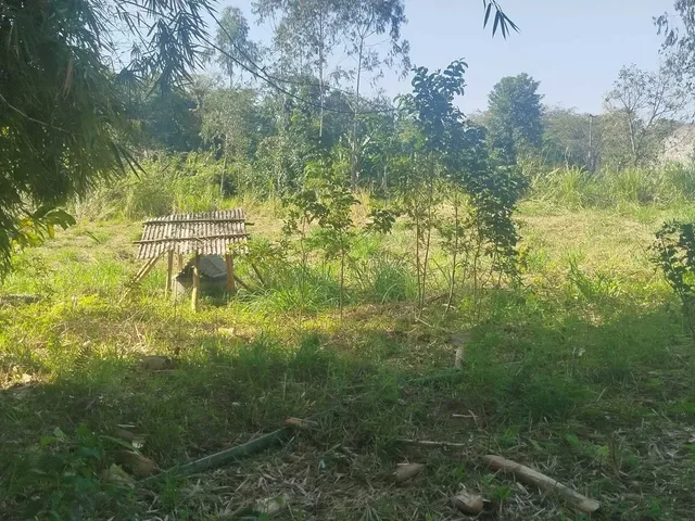 Imagem 2: Área À Venda no Bairro Cruz Alta - Morretes/Pr, Rural
