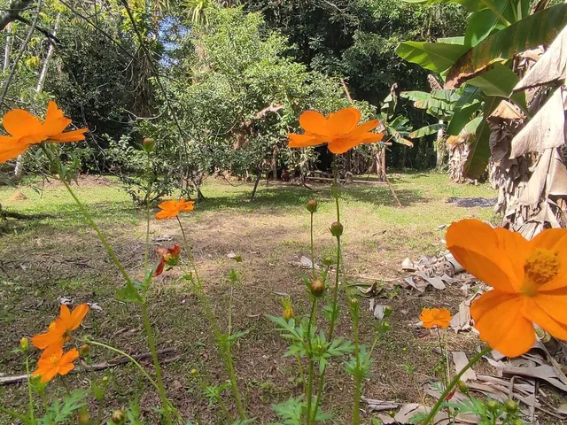 Imagem: Área à venda no bairro Vila das Palmeiras