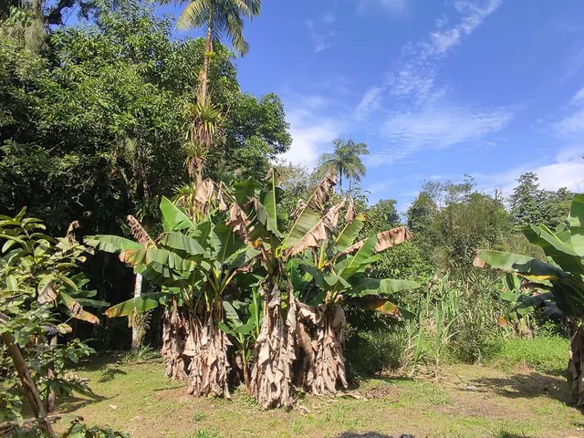 Imagem 11: Área À Venda no Bairro Vila das Palmeiras - Morretes/Pr, Urbana