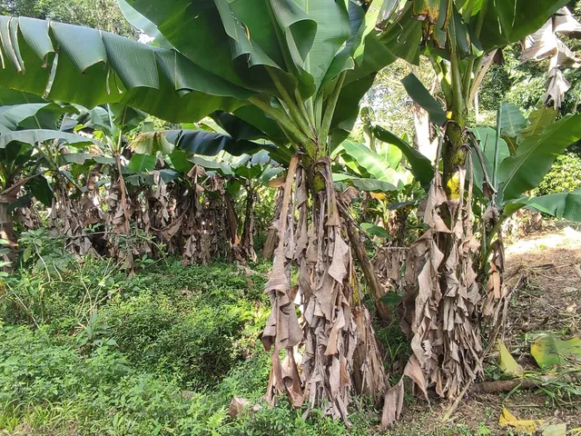Imagem 13: Área À Venda no Bairro Vila das Palmeiras - Morretes/Pr, Urbana