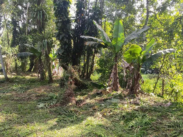 Imagem 10: Área À Venda no Bairro Vila das Palmeiras - Morretes/Pr, Urbana