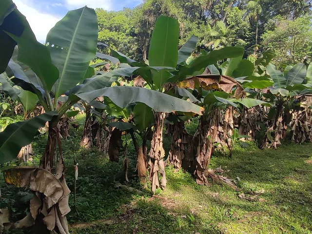 Imagem 16: Área À Venda no Bairro Vila das Palmeiras - Morretes/Pr, Urbana