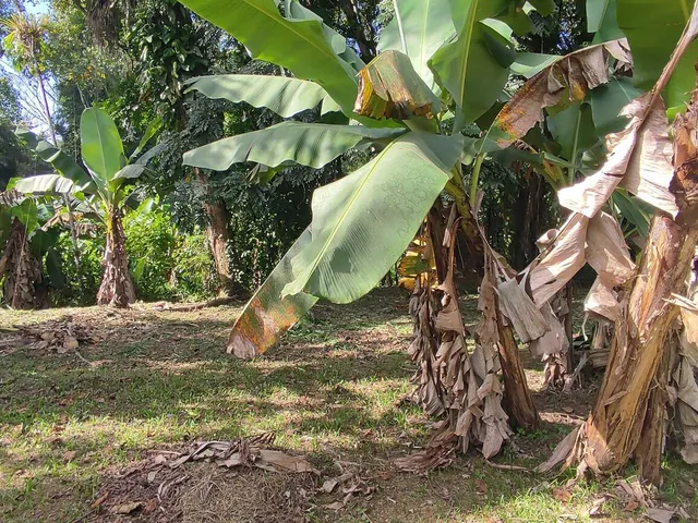 Imagem 15: Área À Venda no Bairro Vila das Palmeiras - Morretes/Pr, Urbana