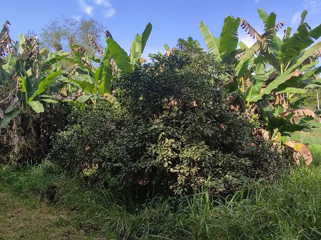 Imagem 9: Área À Venda no Bairro Vila das Palmeiras - Morretes/Pr, Urbana