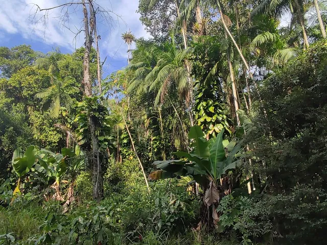 Imagem 4: Área À Venda no Bairro Vila das Palmeiras - Morretes/Pr, Urbana