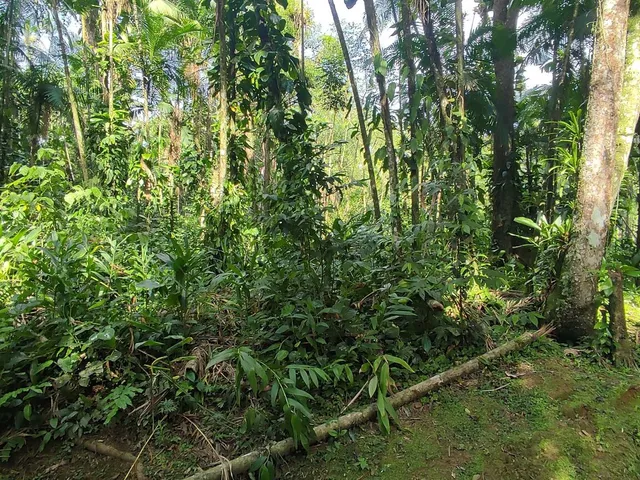 Imagem 7: Área À Venda no Bairro Vila das Palmeiras - Morretes/Pr, Urbana