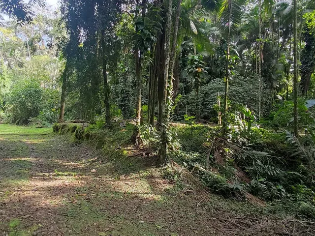 Imagem 8: Área À Venda no Bairro Vila das Palmeiras - Morretes/Pr, Urbana