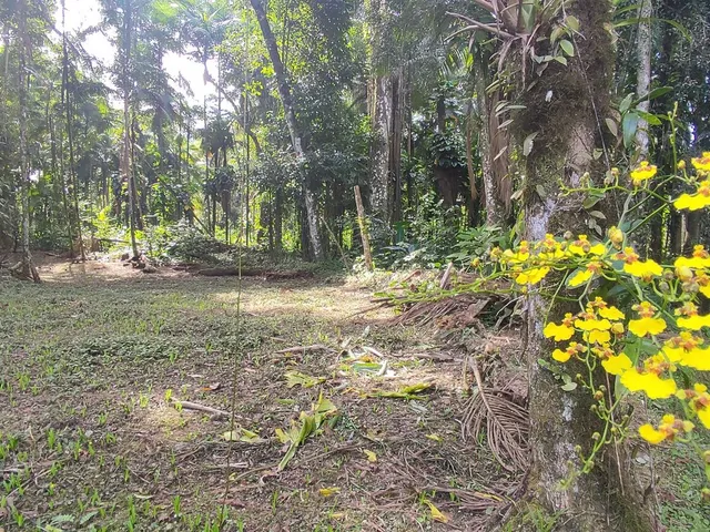 Imagem 6: Área À Venda no Bairro Vila das Palmeiras - Morretes/Pr, Urbana