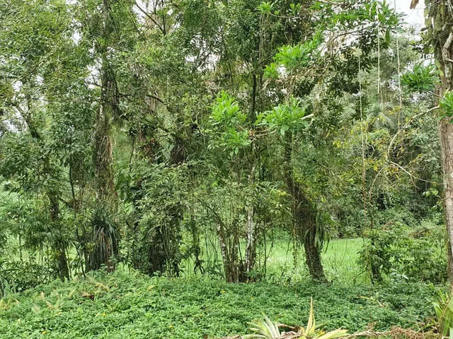 Imagem 3: Área À Venda no Bairro Vila das Palmeiras - Morretes/Pr, Urbana