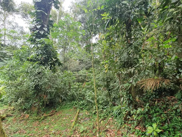Imagem 9: Área À Venda no Bairro Vila das Palmeiras - Morretes/Pr, Urbana