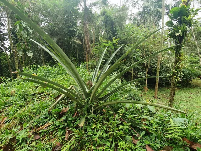 Imagem 12: Área À Venda no Bairro Vila das Palmeiras - Morretes/Pr, Urbana