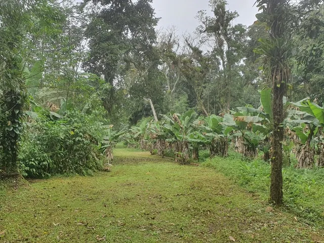Imagem 4: Área À Venda no Bairro Vila das Palmeiras - Morretes/Pr, Urbana